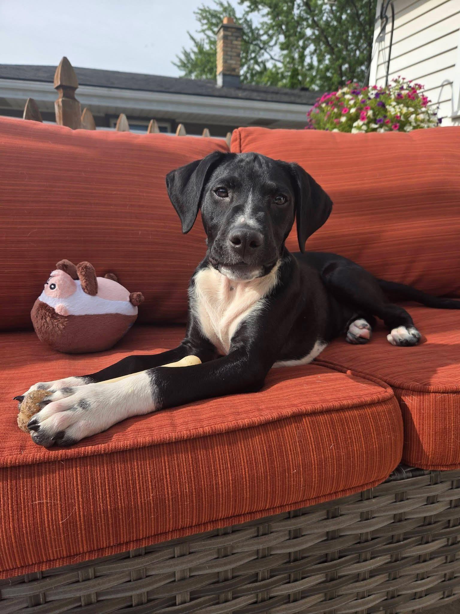 Rocky the Hound Mix Puppy, an adopted mixed breed in Muskego, WI image 5/6