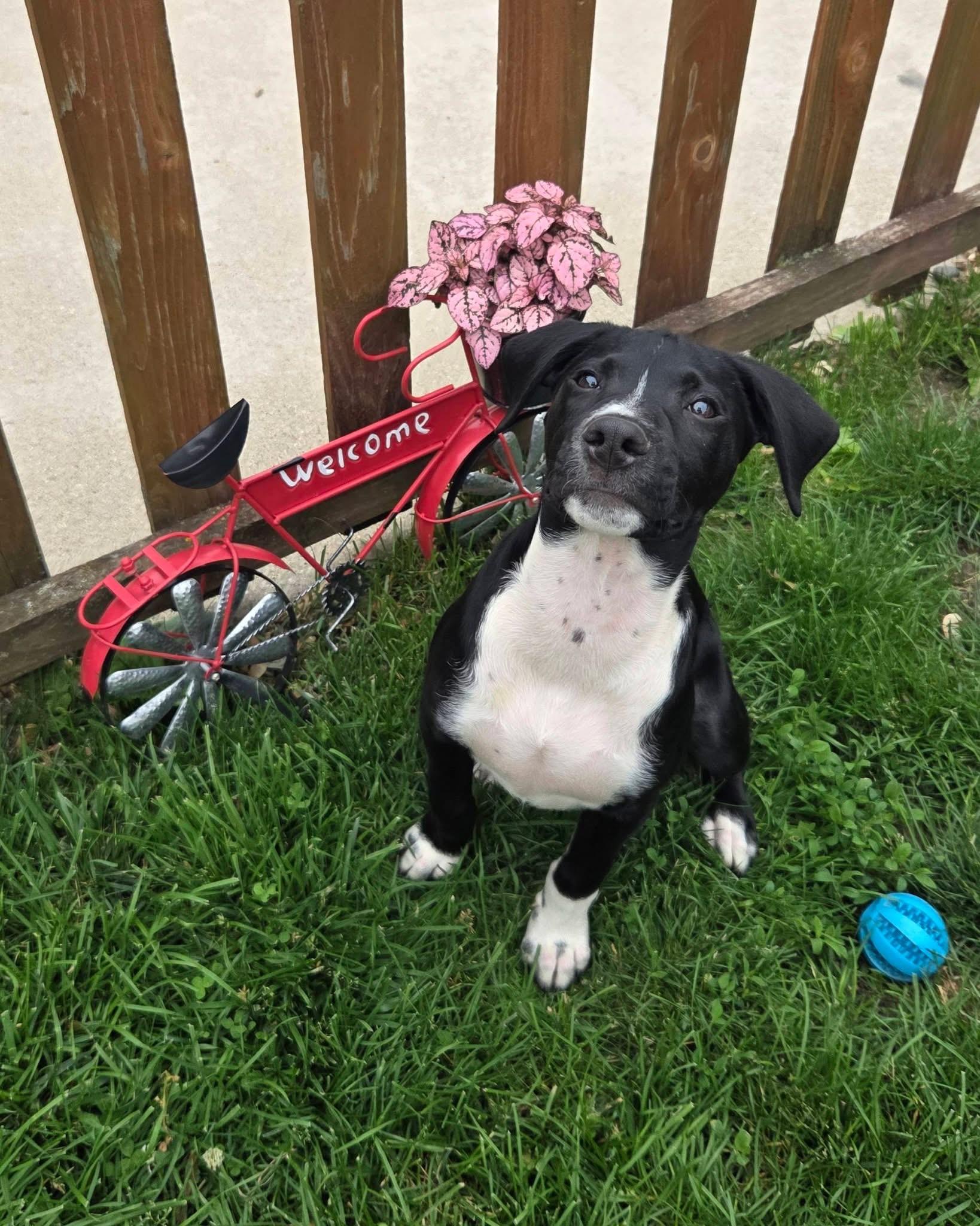 Rocky the Hound Mix Puppy, an adopted mixed breed in Muskego, WI image 4/6