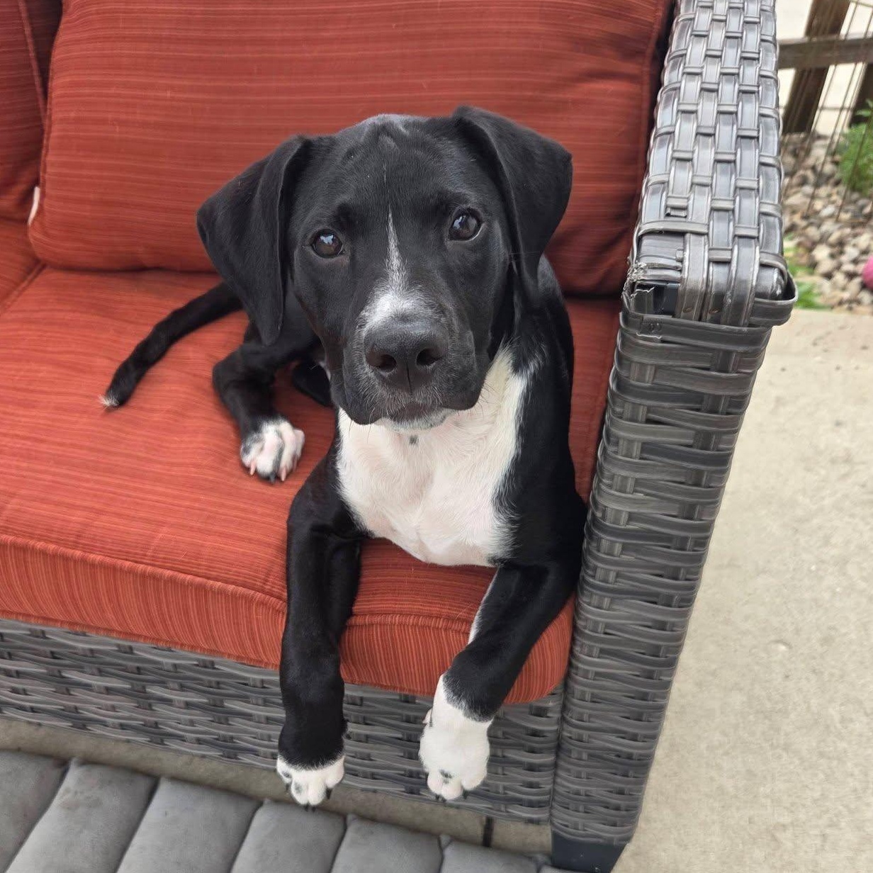 Rocky the Hound Mix Puppy, an adopted mixed breed in Muskego, WI image 1/6