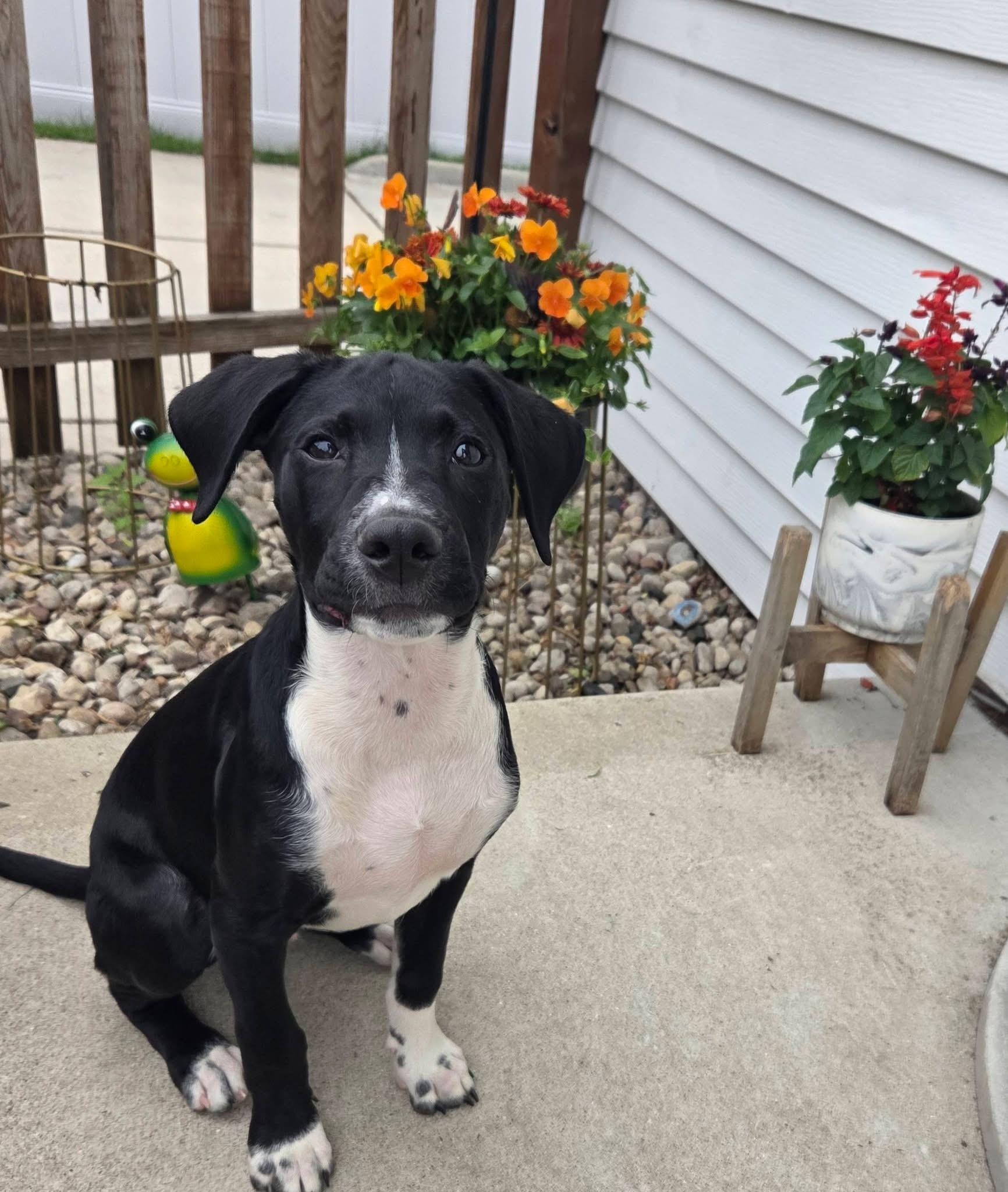 Rocky the Hound Mix Puppy, an adopted mixed breed in Muskego, WI image 2/6