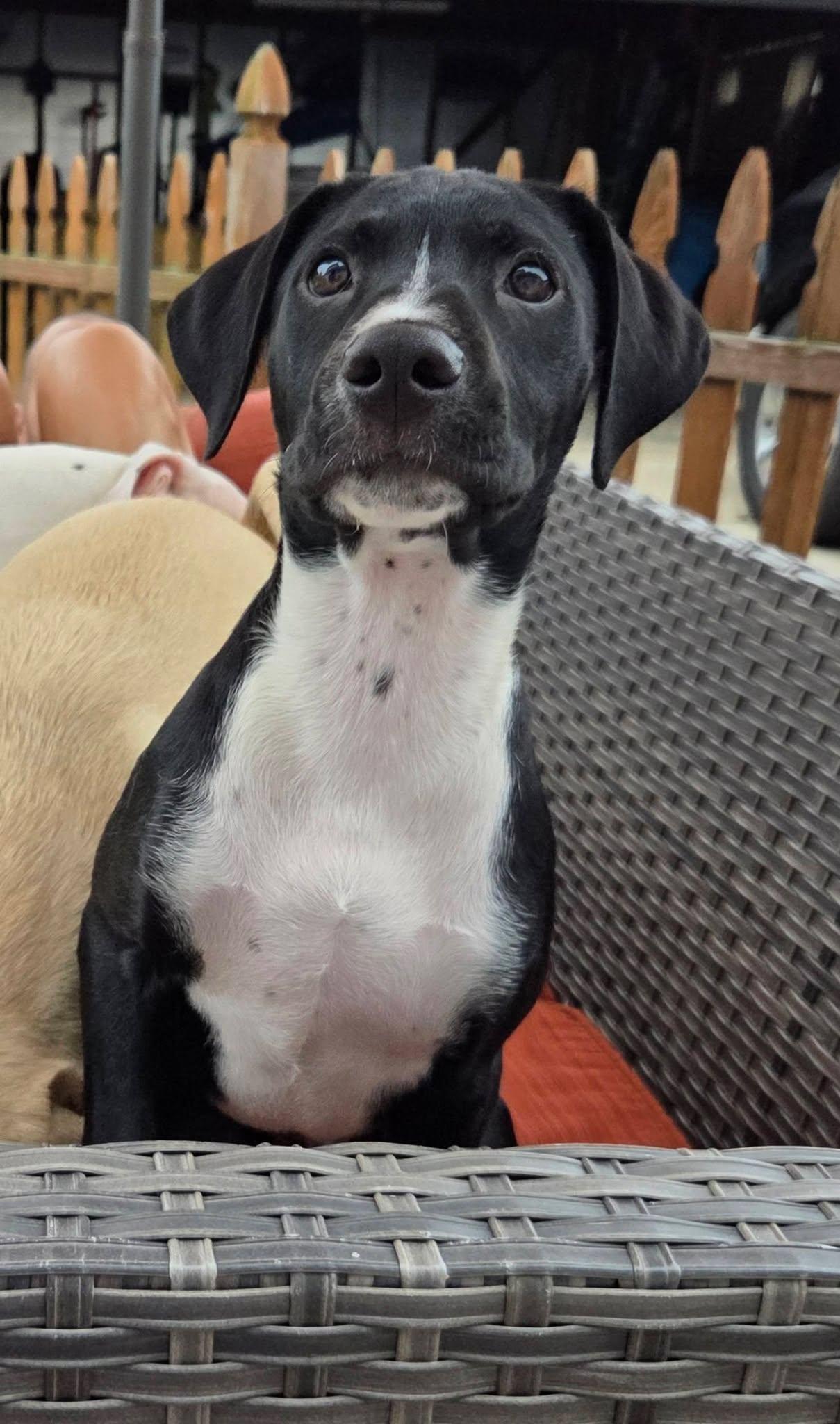 Rocky the Hound Mix Puppy, an adopted mixed breed in Muskego, WI image 6/6
