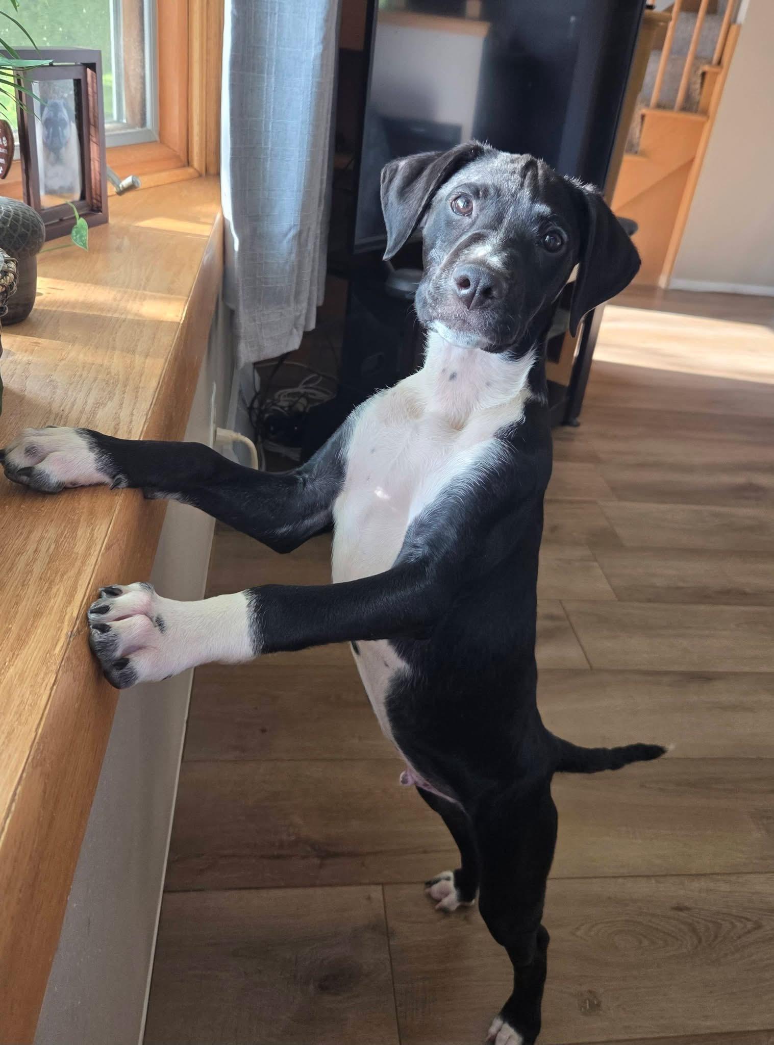 Rocky the Hound Mix Puppy, an adopted mixed breed in Muskego, WI image 3/6