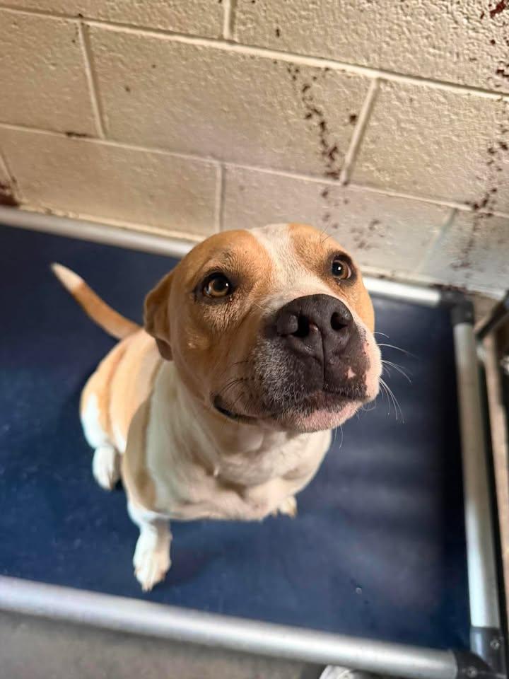 NooNoo, Adoptable, Adult Female Pit Bull Terrier.