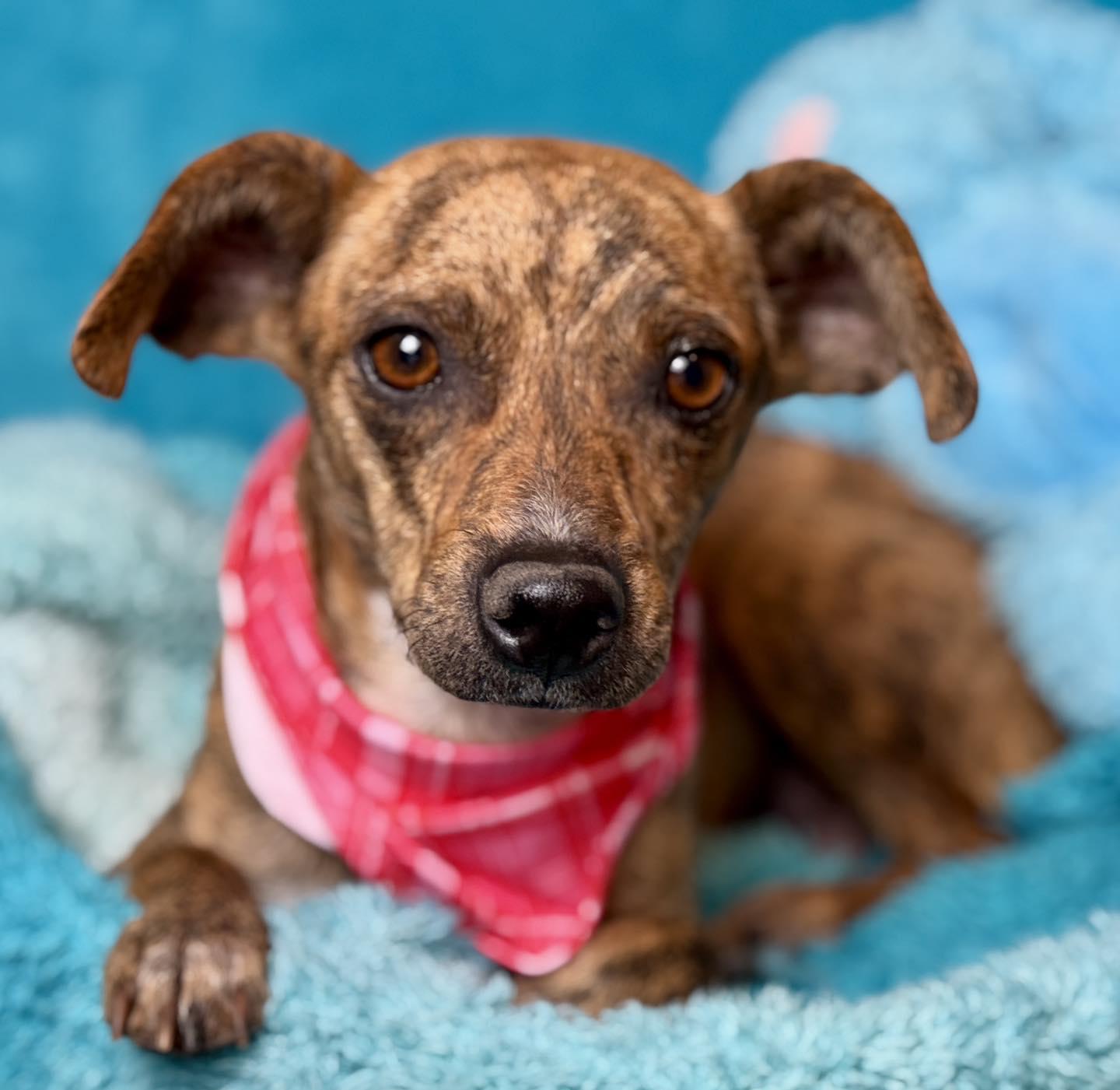 Enlarge Brandy: the brindle beauty, a Adoptable mixed breed in Austin, TX image 4/6