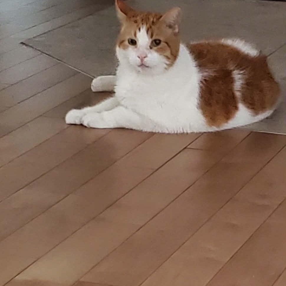 Enlarge COCONUT (FA/FF), an adoptable Domestic Short Hair in Sainte-Angele-de-Monnoir, QC image 3/3