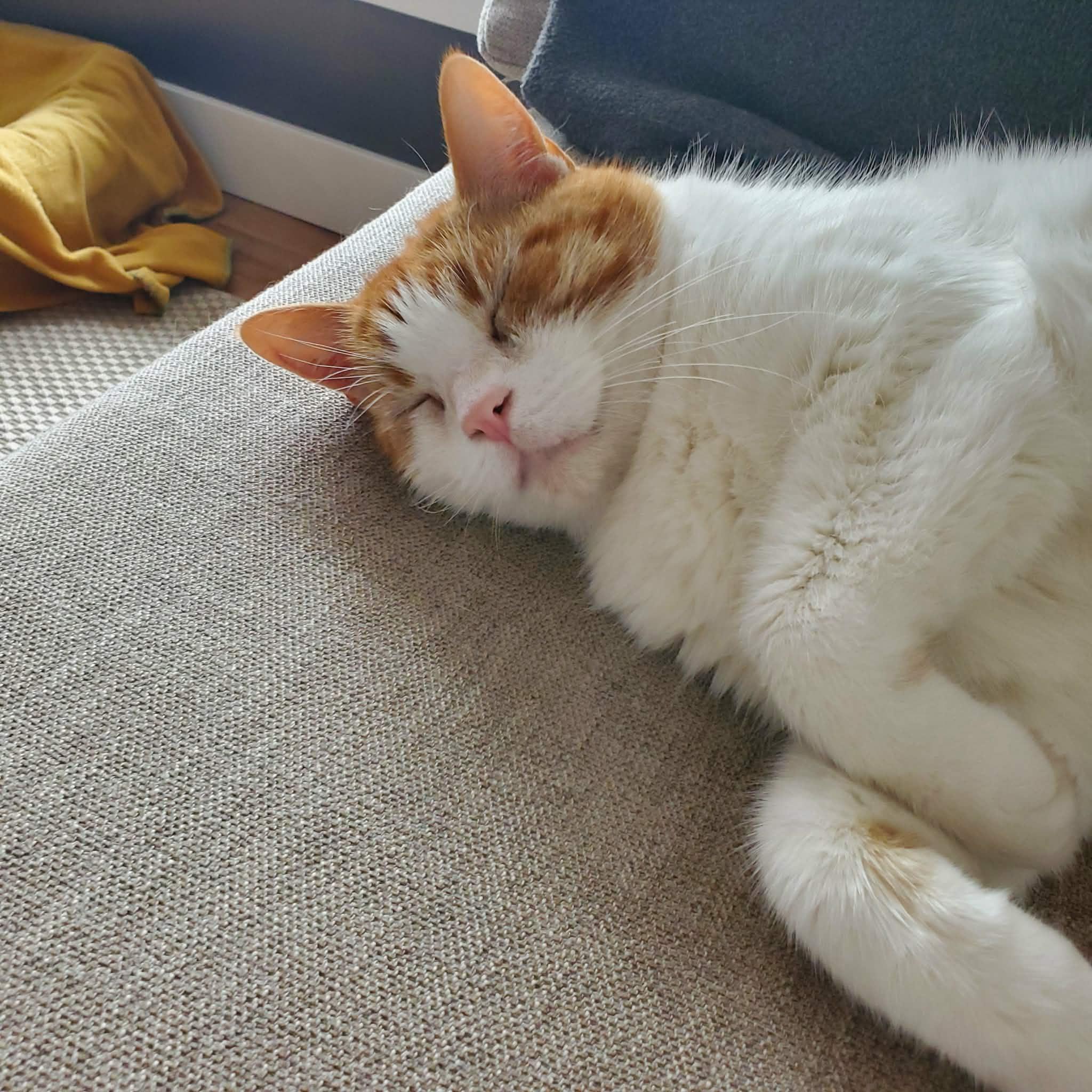 Enlarge COCONUT (FA/FF), an adoptable Domestic Short Hair in Sainte-Angele-de-Monnoir, QC image 2/3