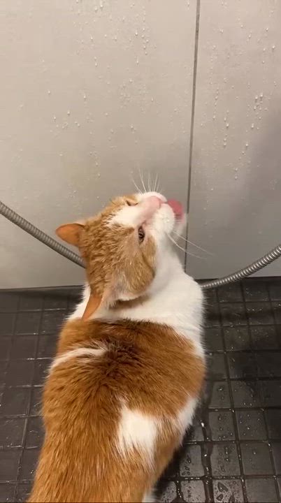 Enlarge COCONUT (FA/FF), an adoptable Domestic Short Hair in Sainte-Angele-de-Monnoir, QC video 1/3