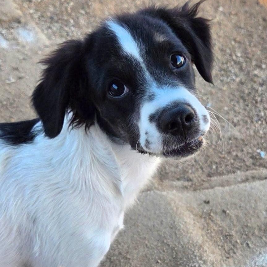 Enlarge GYNA, a ADOPTABLE mixed breed in Marana, AZ image 1/1