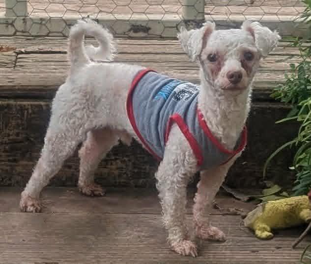Enlarge Charles-so sweet., an adopted Poodle in Yorkville, IL image 3/5