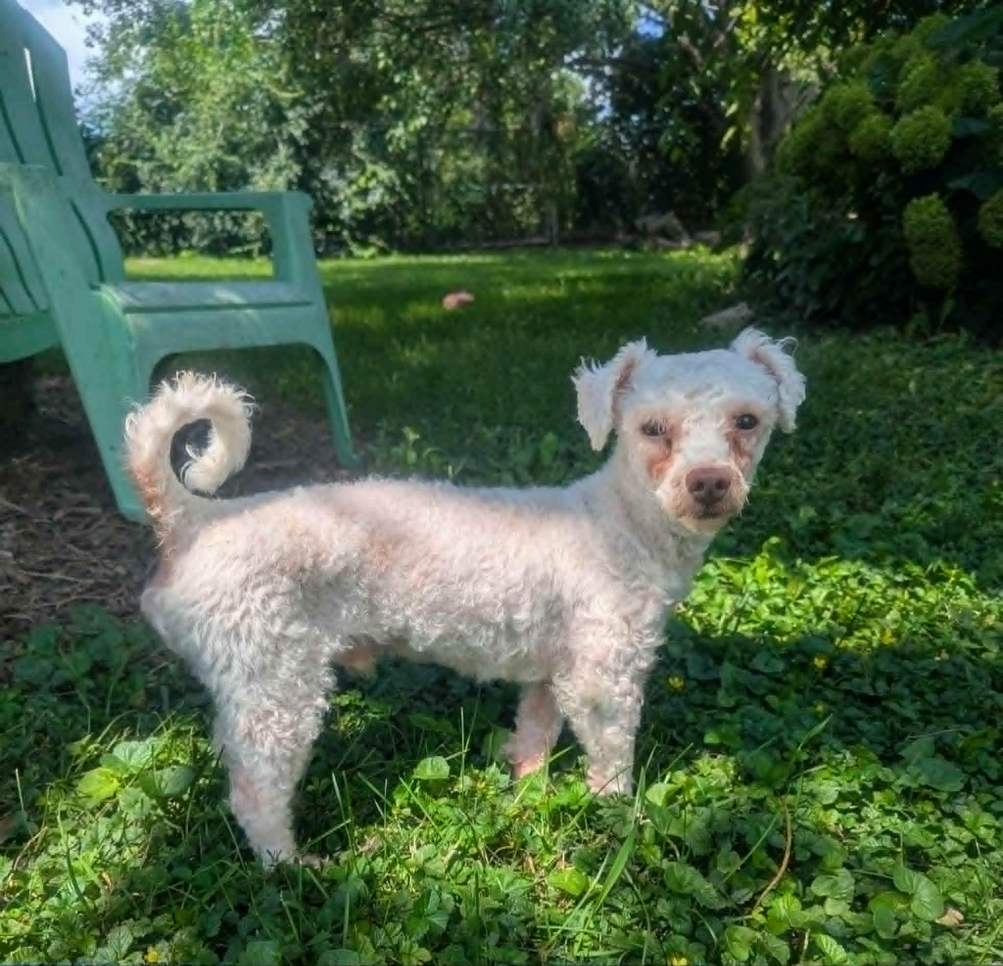 Enlarge Charles-so sweet., an adopted Poodle in Yorkville, IL image 5/5