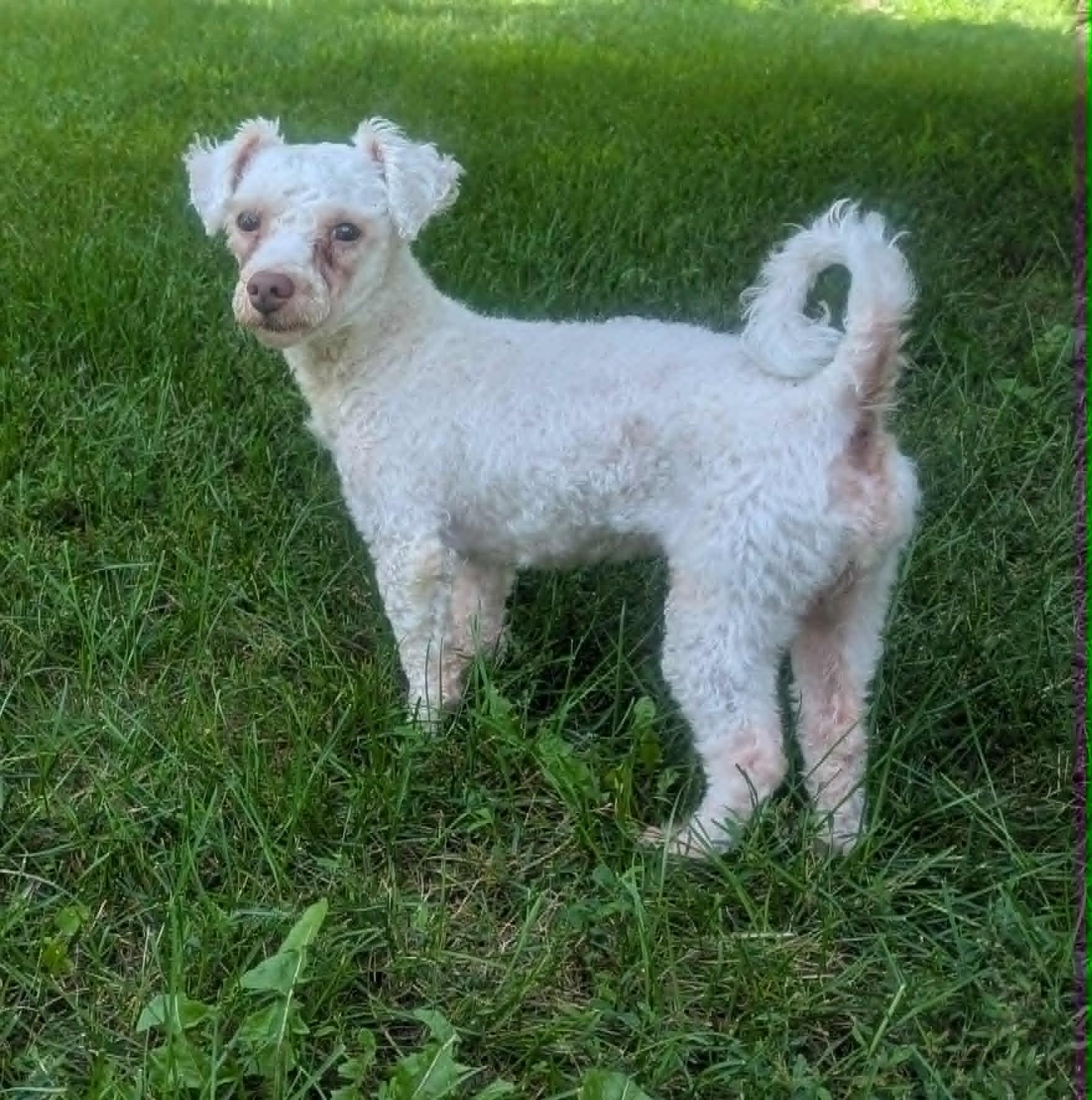 Enlarge Charles-so sweet., an adopted Poodle in Yorkville, IL image 2/5