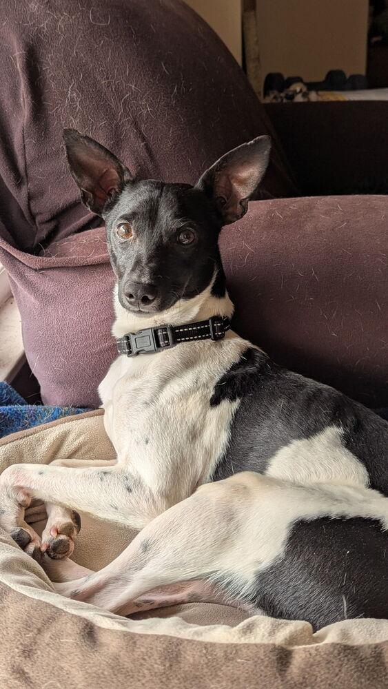 Enlarge Drifter, a Adoptable mixed breed in Mundelein, IL image 1/6