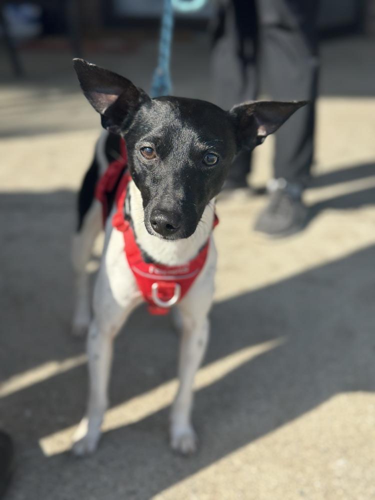 Enlarge Drifter, a Adoptable mixed breed in Mundelein, IL image 2/6