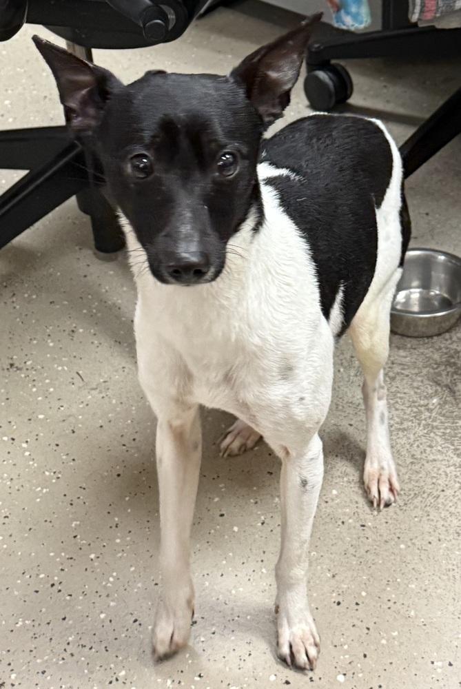 Enlarge Drifter, a Adoptable mixed breed in Mundelein, IL image 3/6