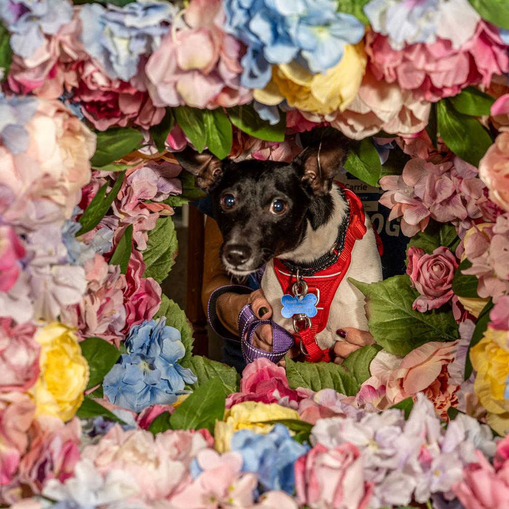 Enlarge Drifter, a Adoptable mixed breed in Mundelein, IL image 4/6