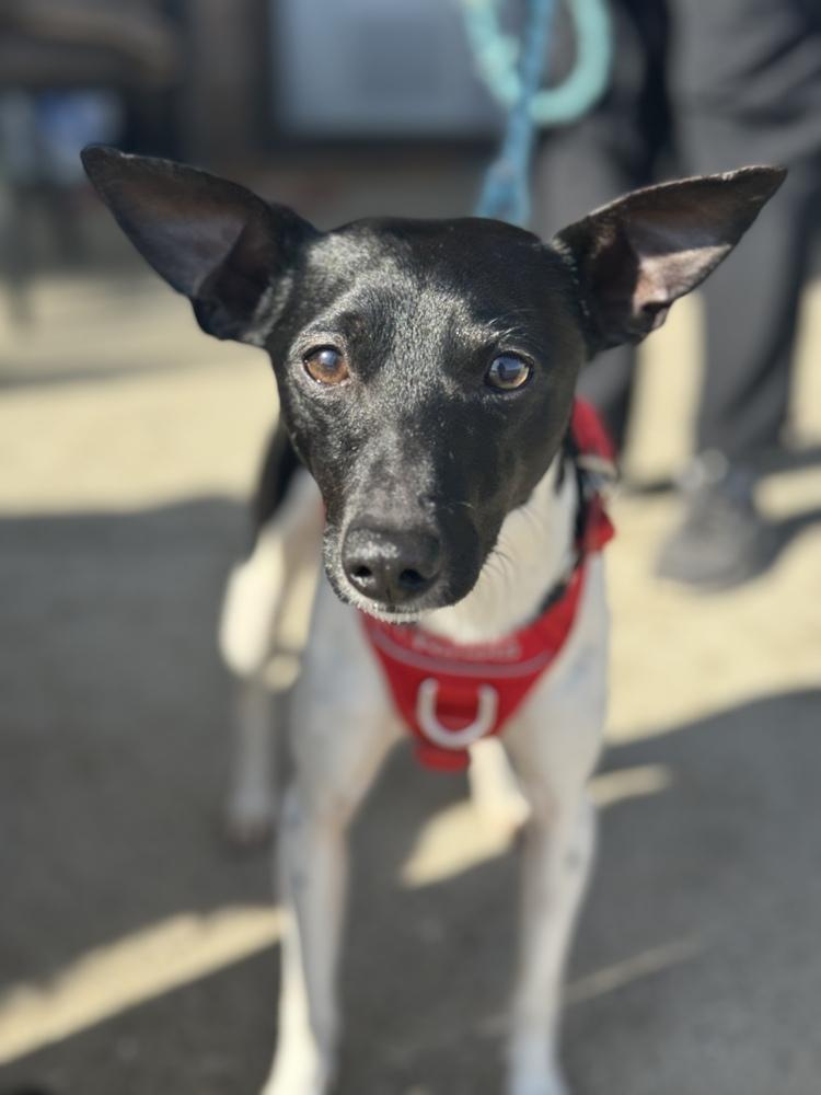 Enlarge Drifter, a Adoptable mixed breed in Mundelein, IL image 5/6