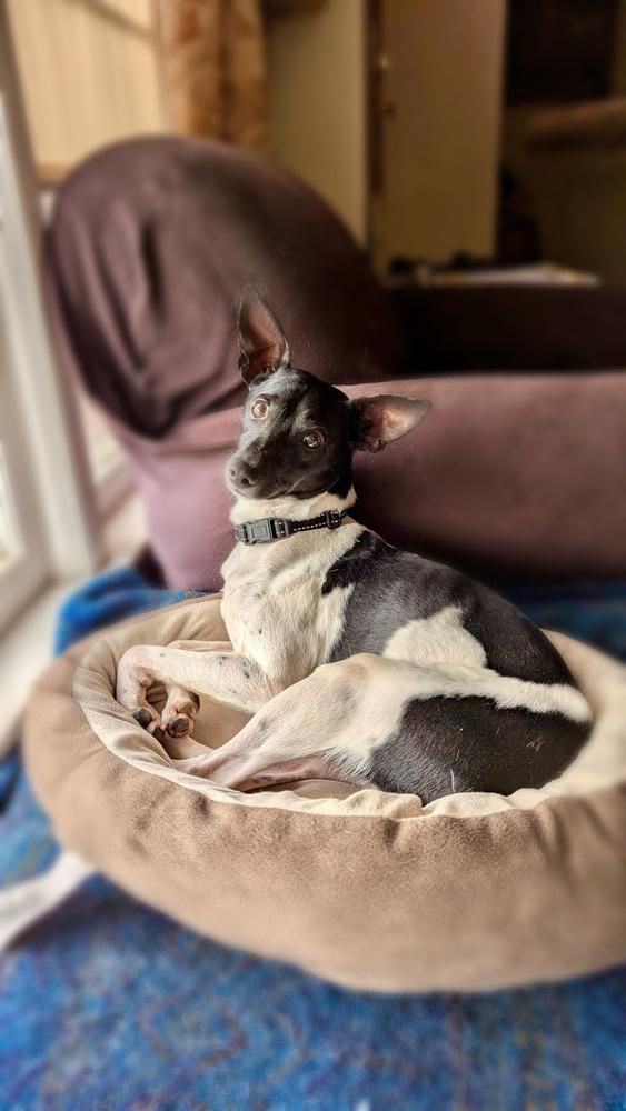 Enlarge Drifter, a Adoptable mixed breed in Mundelein, IL image 6/6