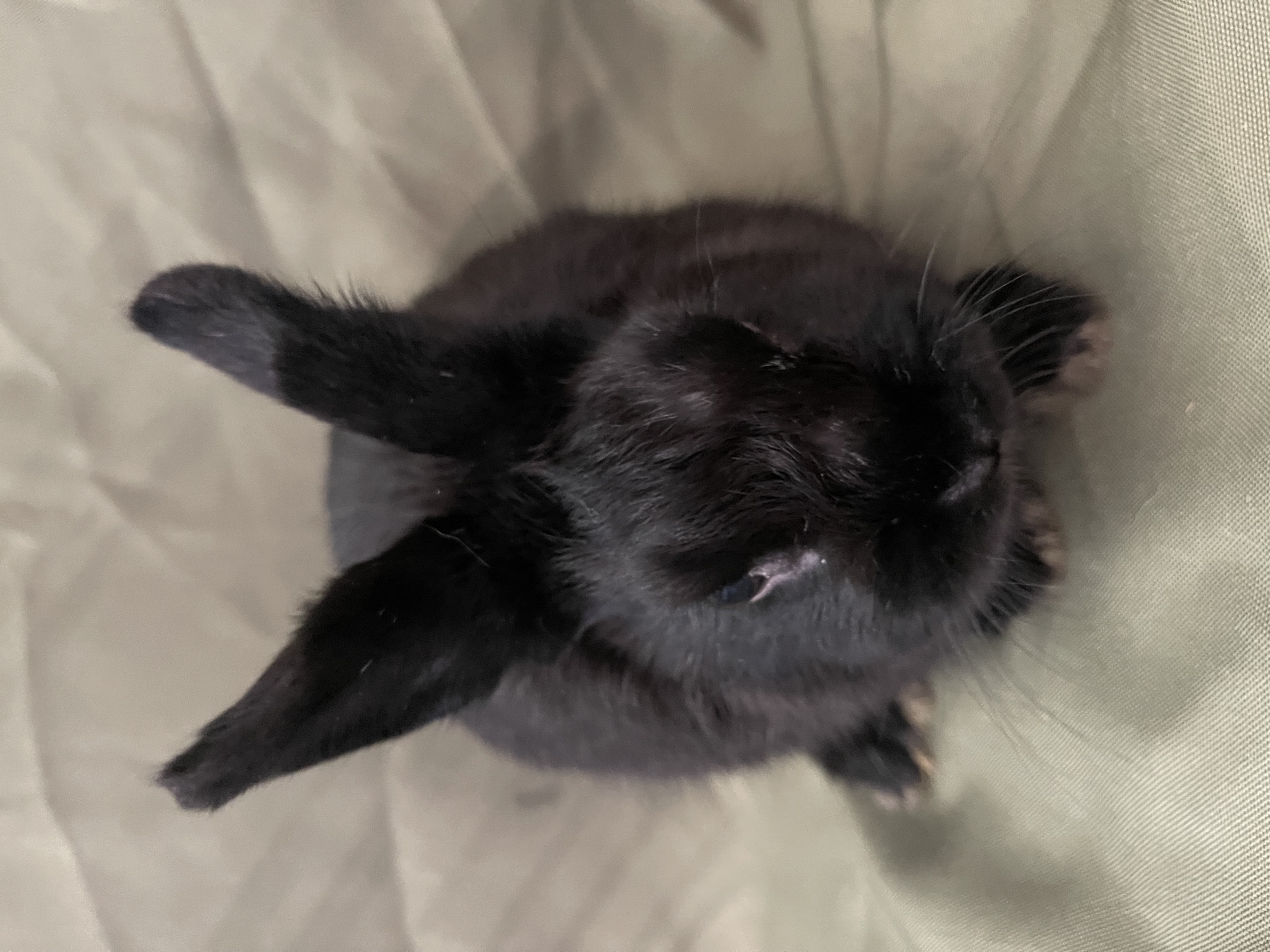 Pippa