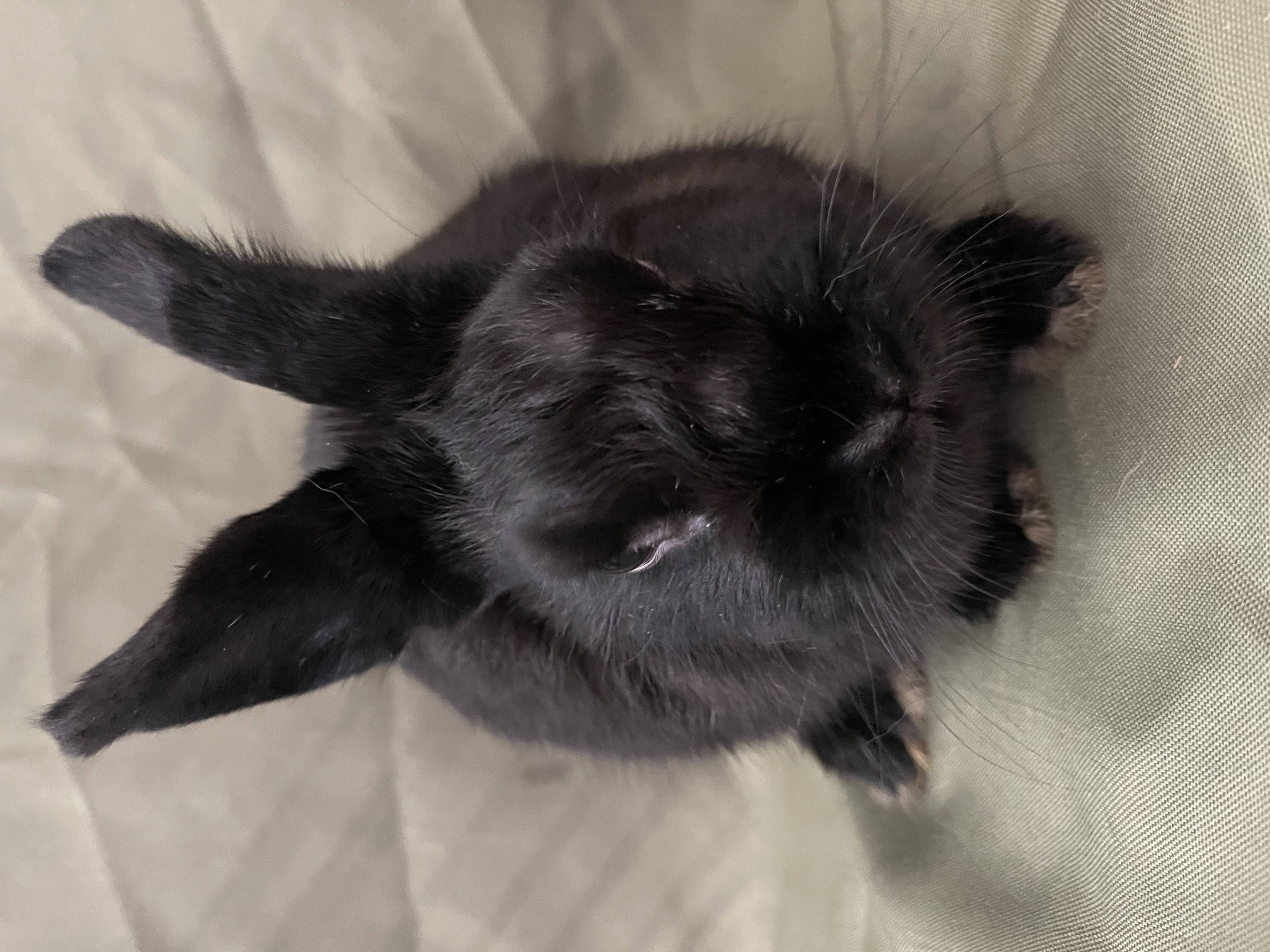 Pippa photo 2