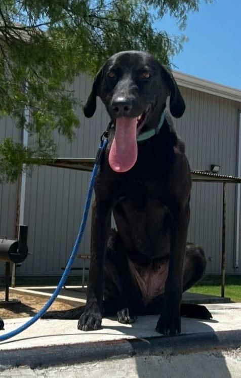 Olive, ADOPTABLE, Young Female Black Labrador Retriever.