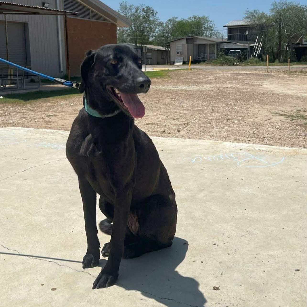 Enlarge Olive, a ADOPTABLE mixed breed in Paramus, NJ image 3/6