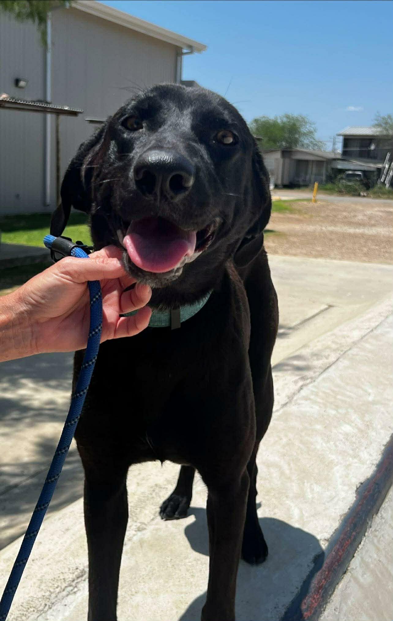 Enlarge Olive, a ADOPTABLE mixed breed in Paramus, NJ image 4/6