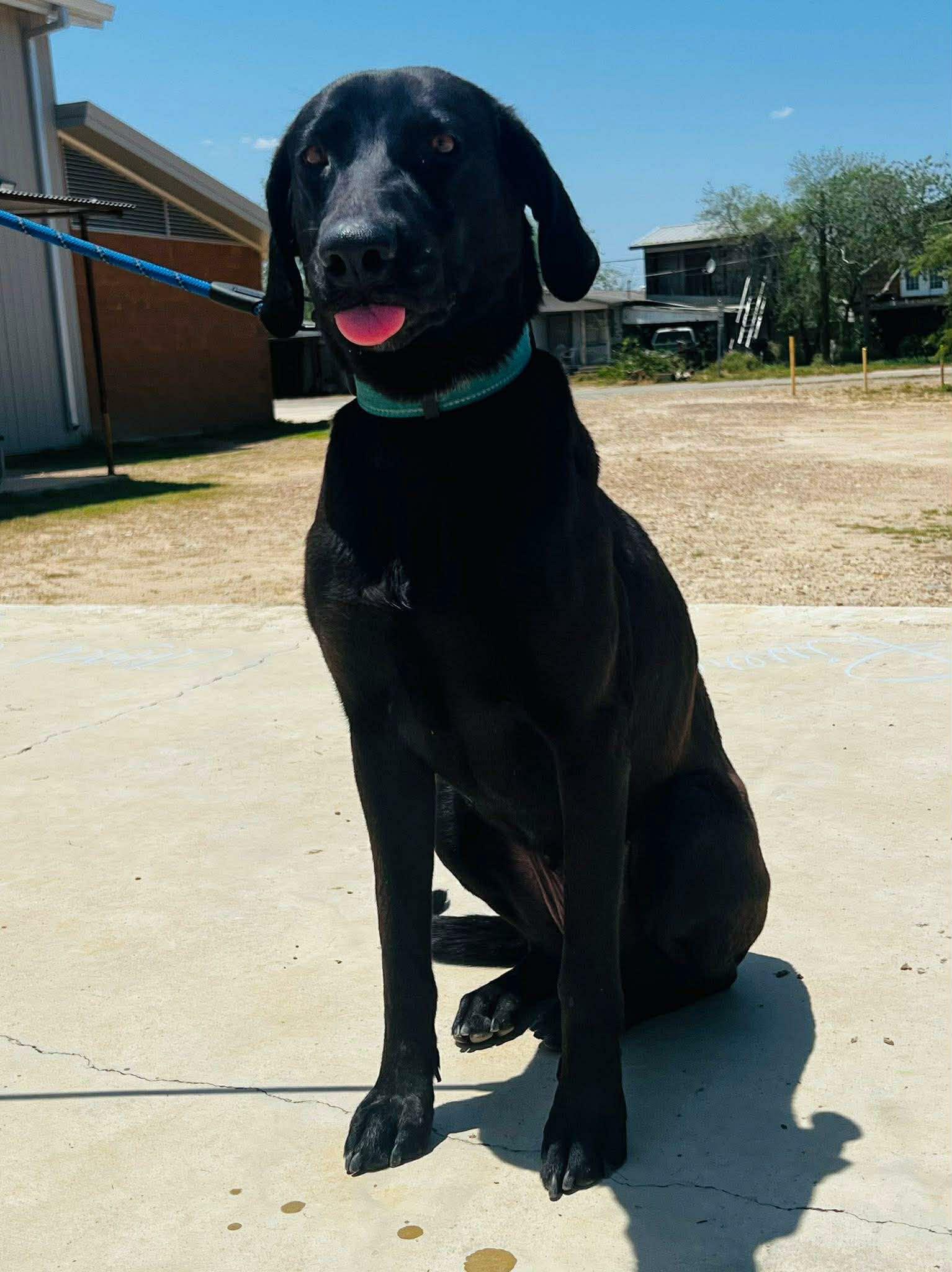 Enlarge Olive, a ADOPTABLE mixed breed in Paramus, NJ image 5/6