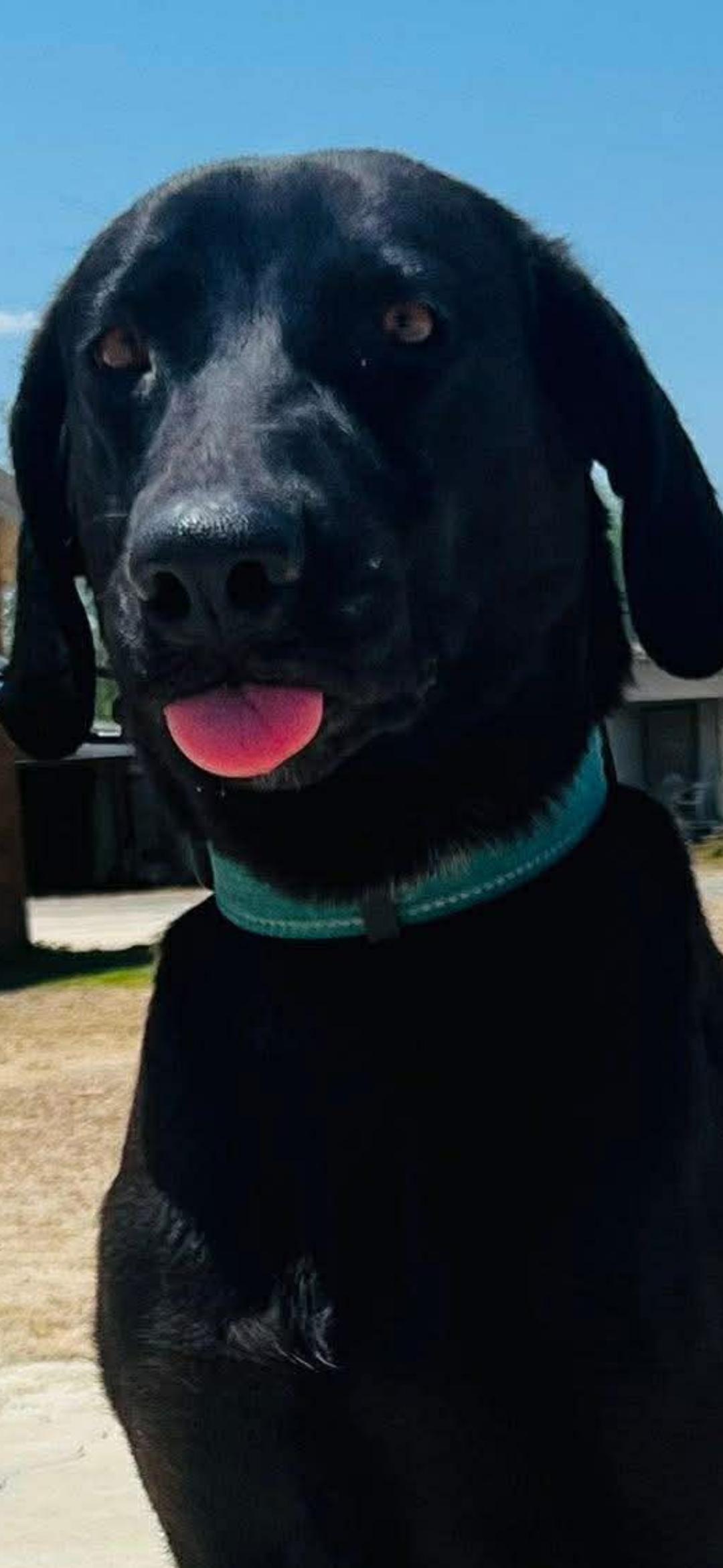 Enlarge Olive, a ADOPTABLE mixed breed in Paramus, NJ image 6/6