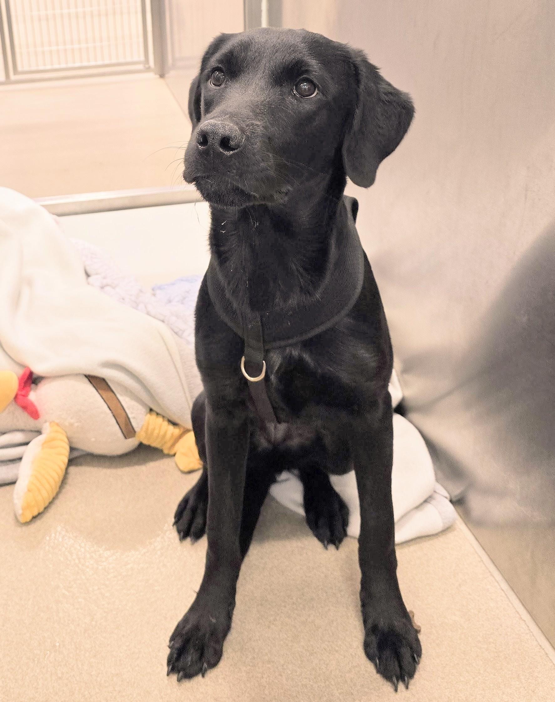 26-74 Bella, adopted, Young Female Golden Retriever & Rottweiler.