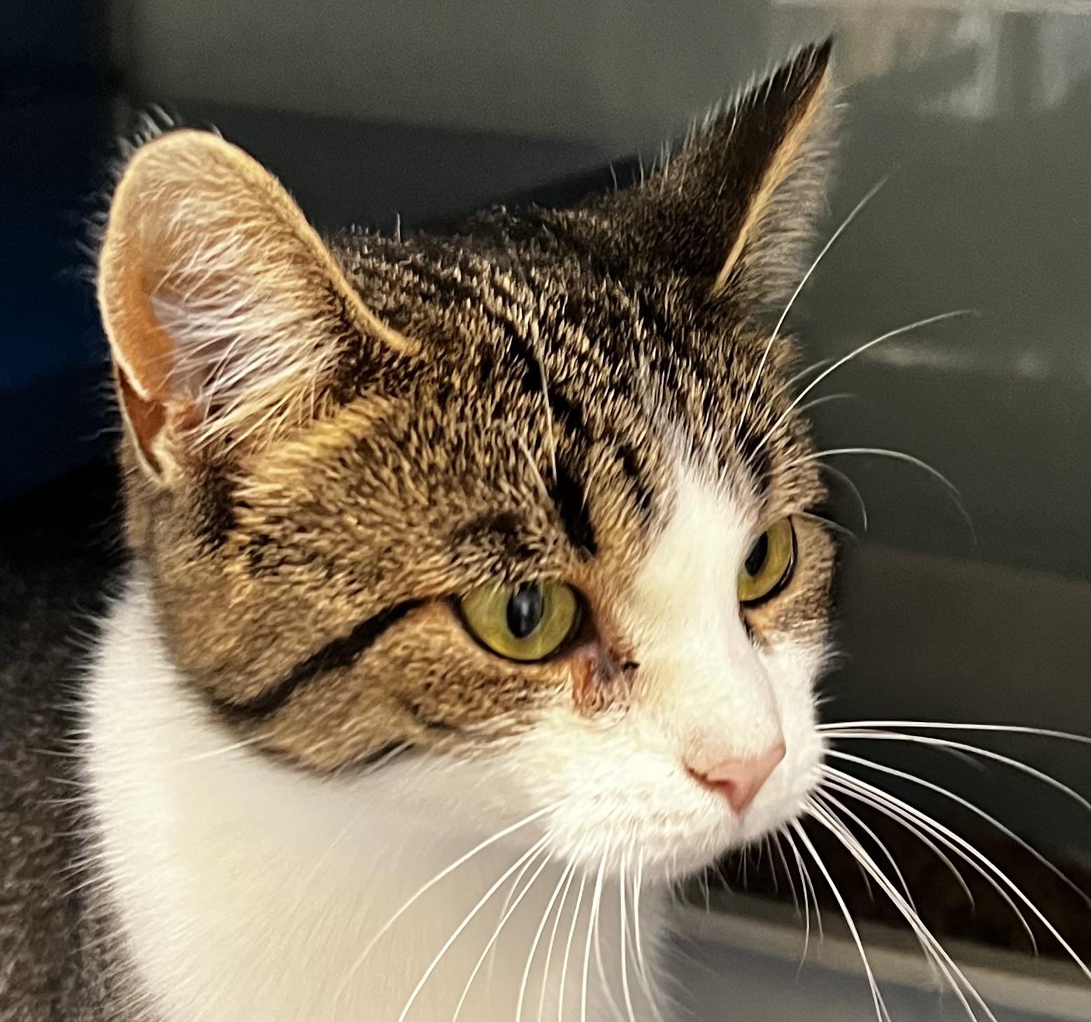 Jo, an adoptable Domestic Short Hair in Sault Sainte Marie, MI, 49783 | Photo Image 4