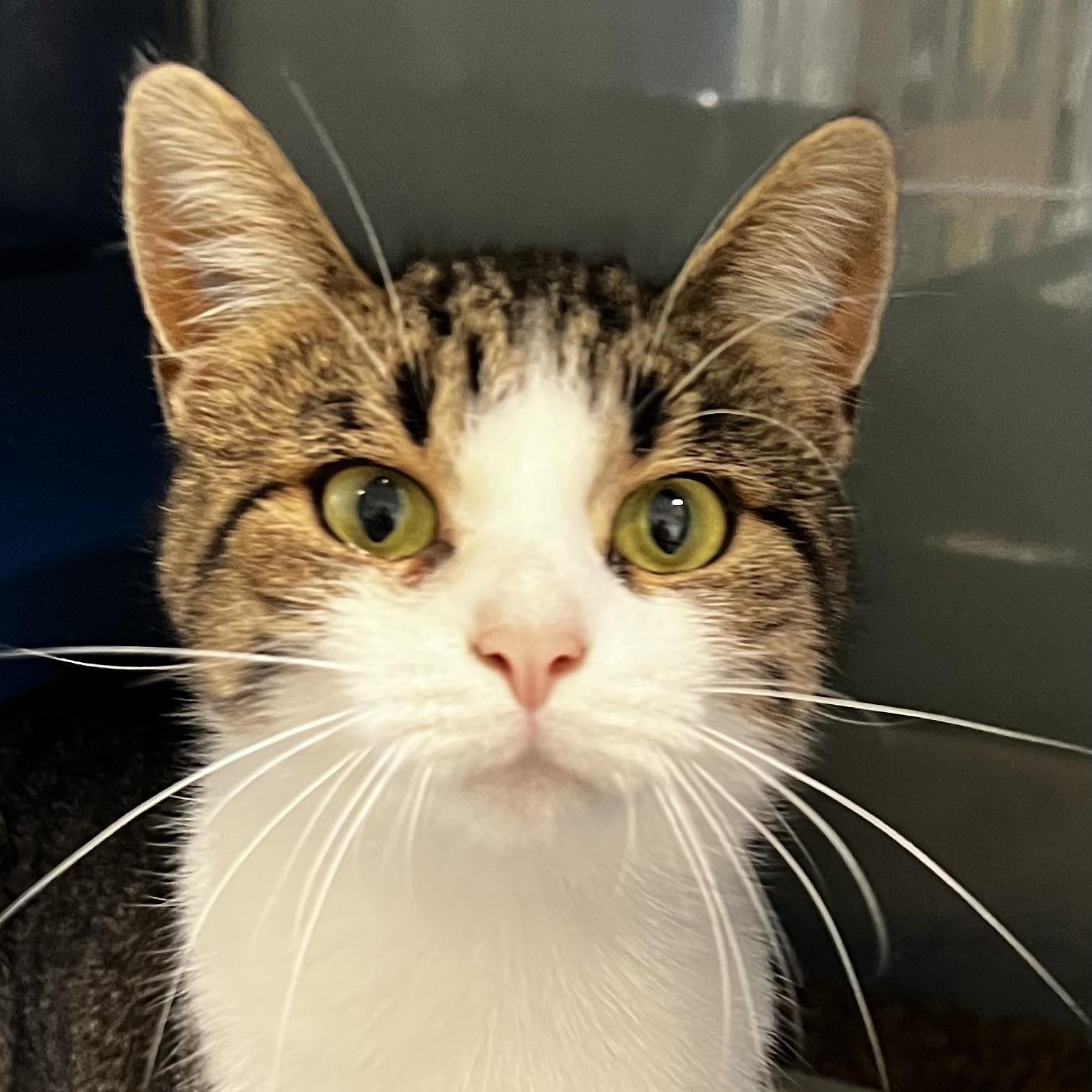 Jo, an adoptable Domestic Short Hair in Sault Sainte Marie, MI, 49783 | Photo Image 1