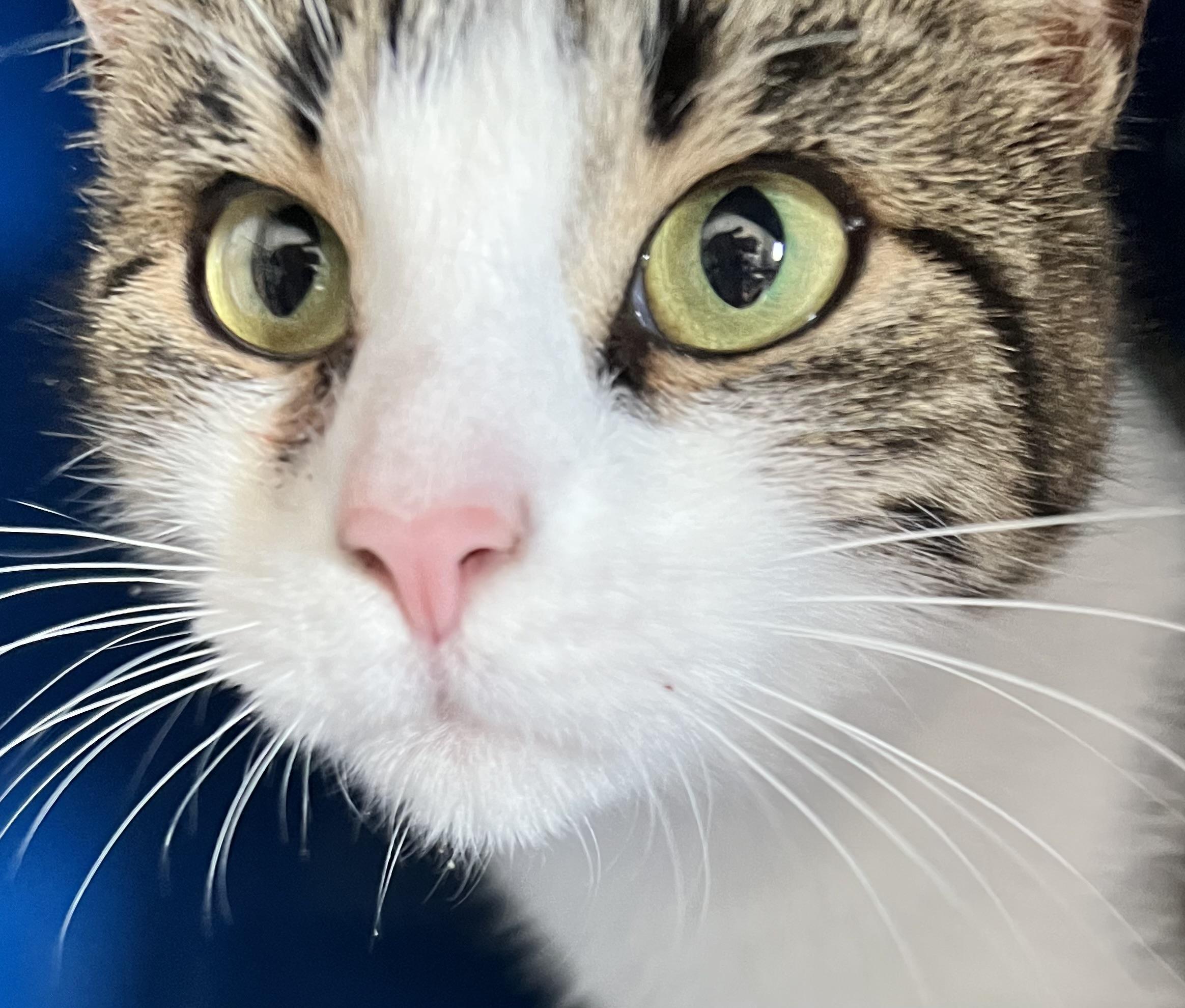 Jo, an adoptable Domestic Short Hair in Sault Sainte Marie, MI, 49783 | Photo Image 2