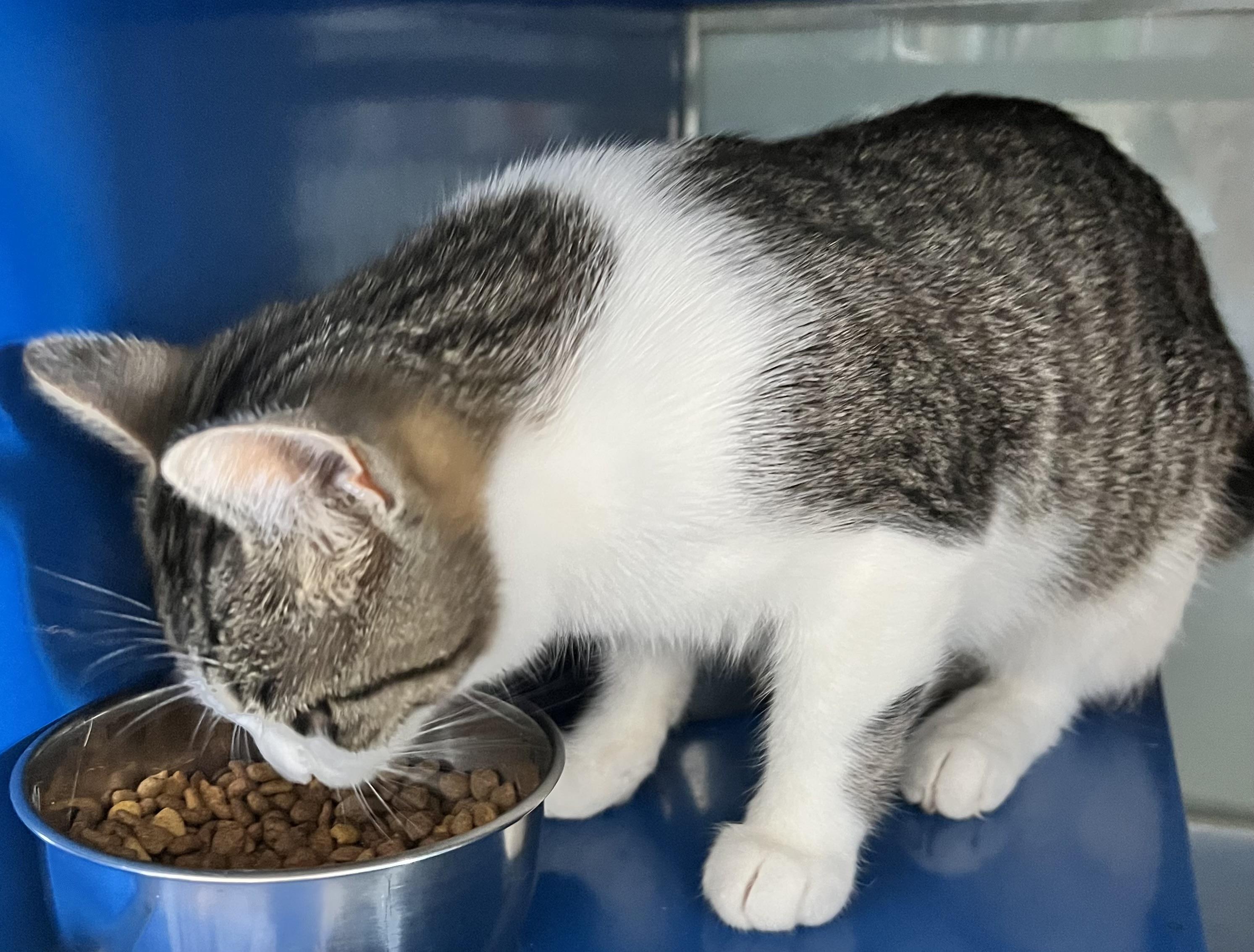 Jo, an adoptable Domestic Short Hair in Sault Sainte Marie, MI, 49783 | Photo Image 3