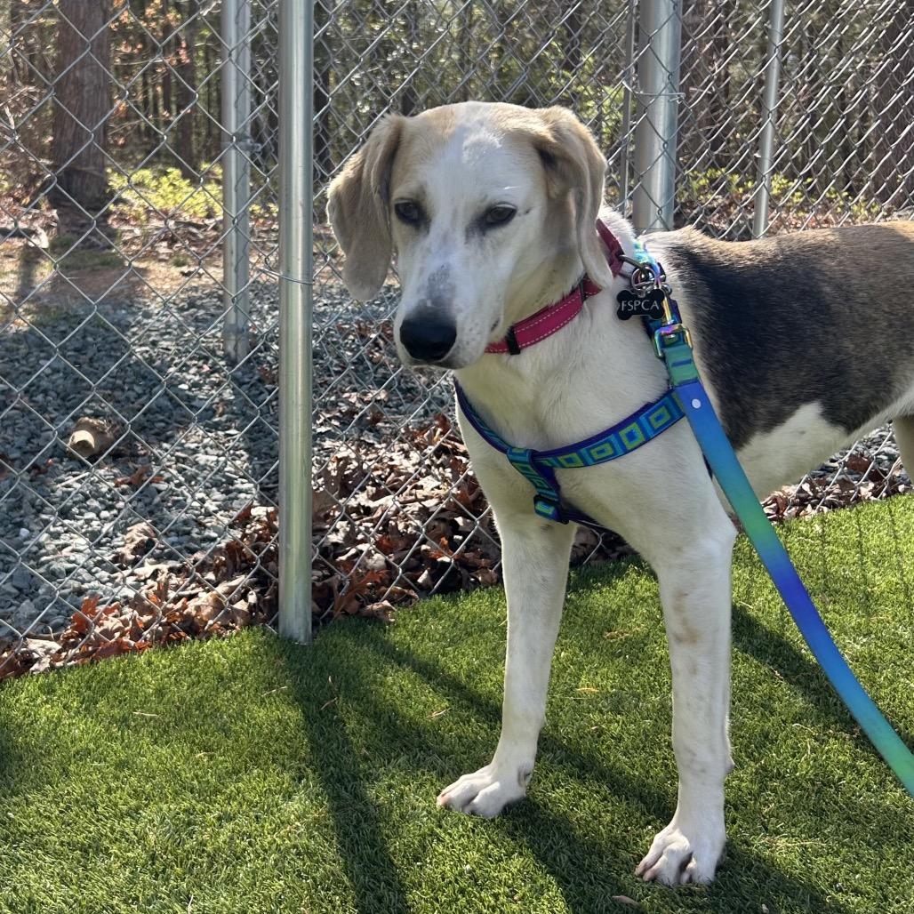 Connie, Adoptable, Adult Female Hound.