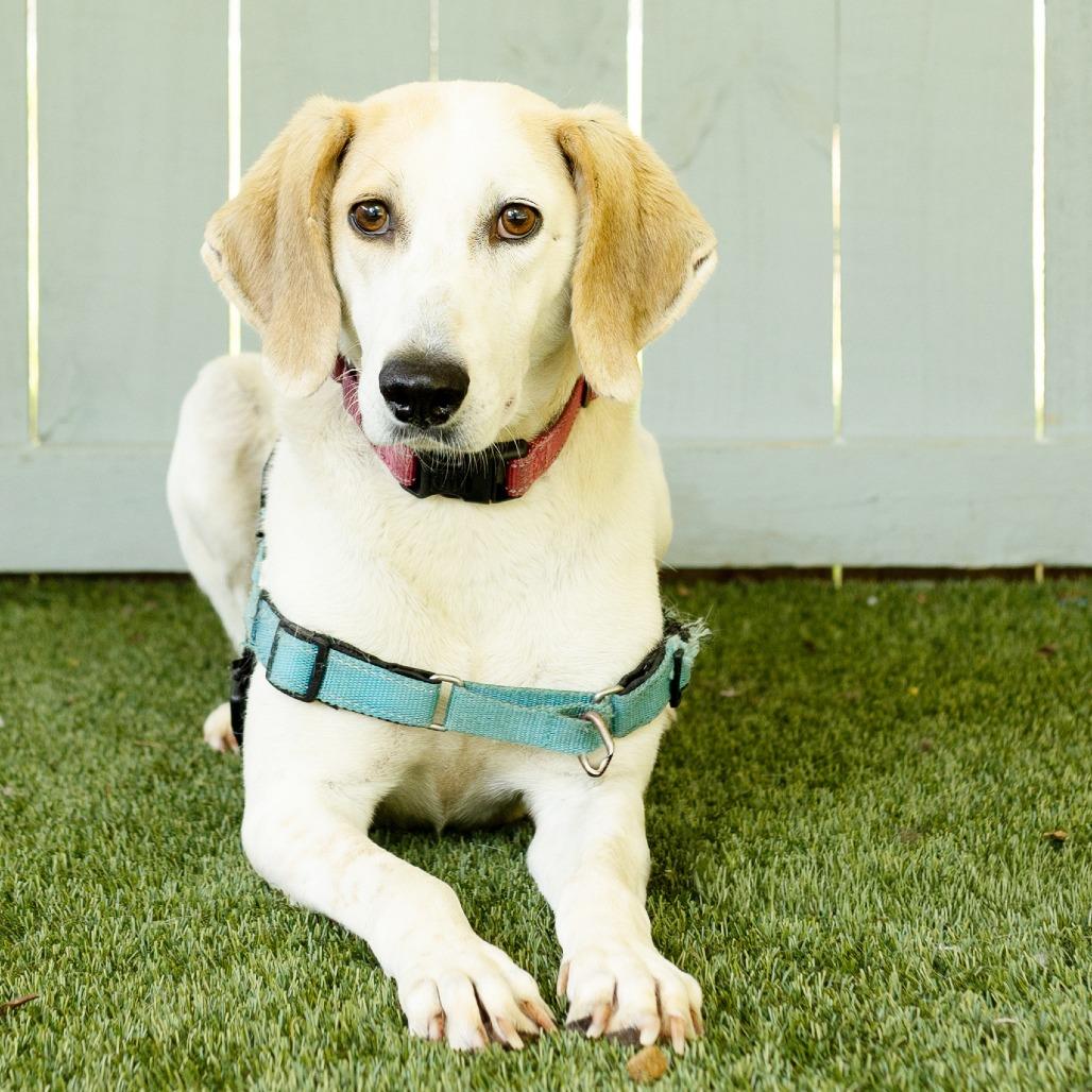Enlarge Connie, a Adoptable Hound in Troy, VA image 1/6