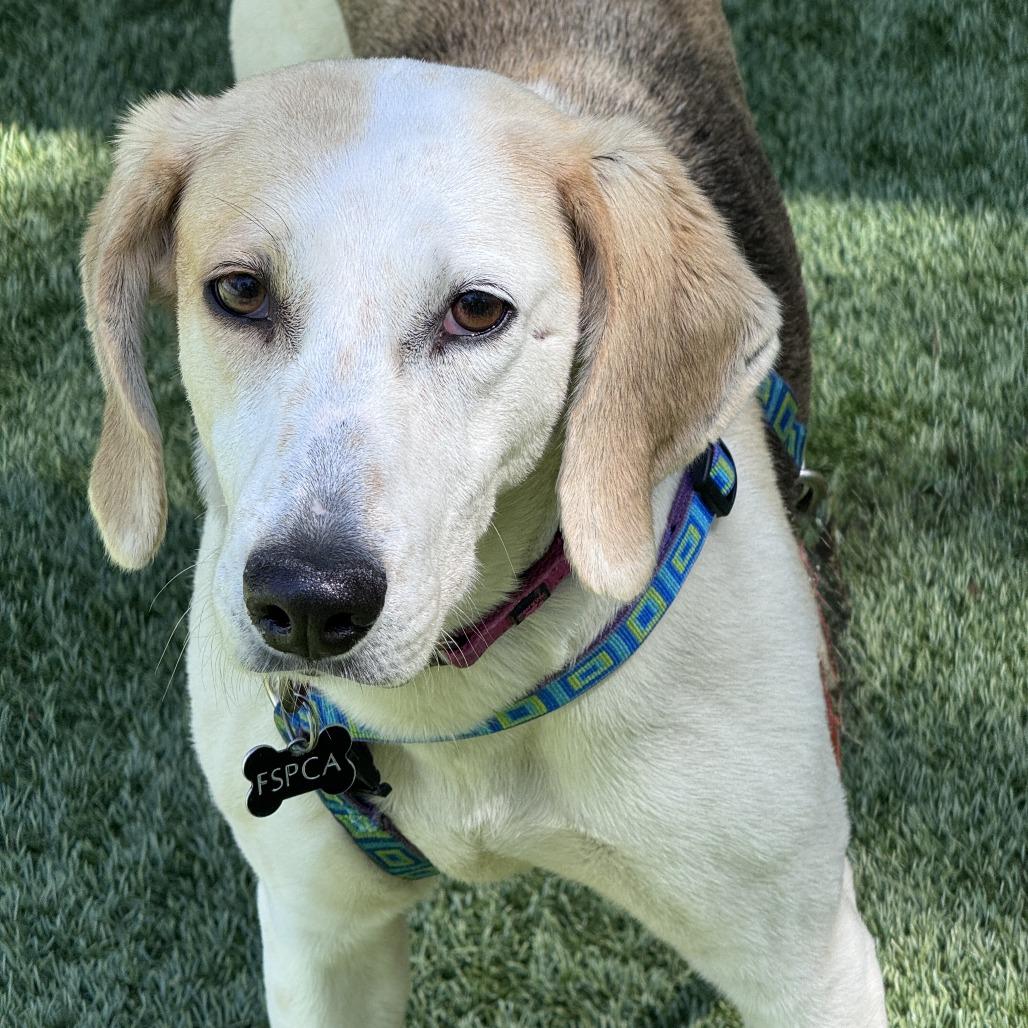 Enlarge Connie, a Adoptable Hound in Troy, VA image 2/6