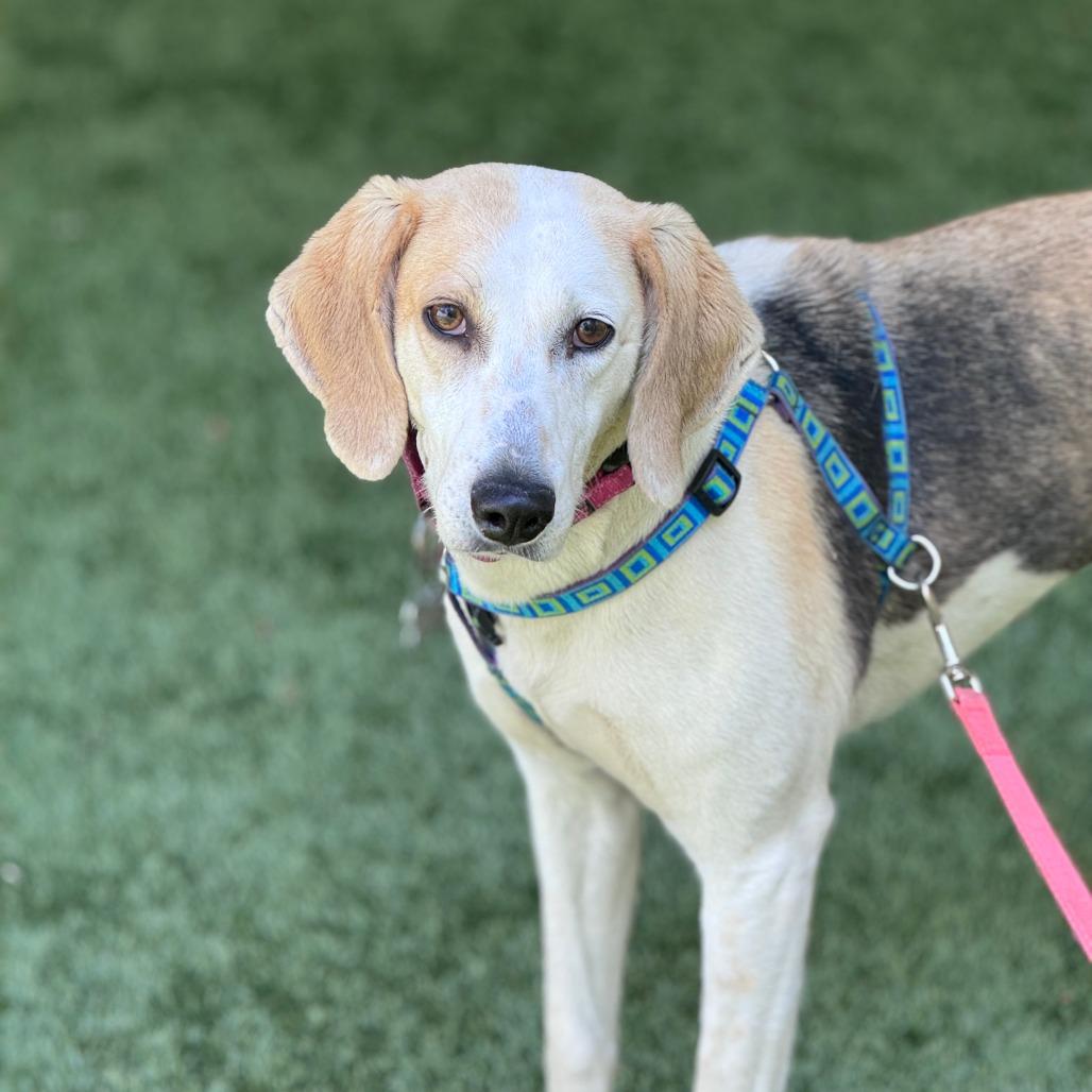 Enlarge Connie, a Adoptable Hound in Troy, VA image 1/5
