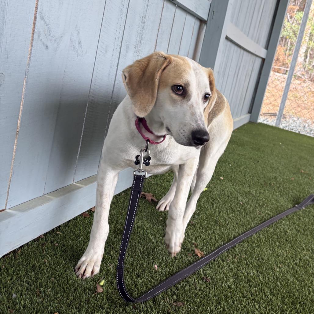 Enlarge Connie, a Adoptable Hound in Troy, VA image 2/3