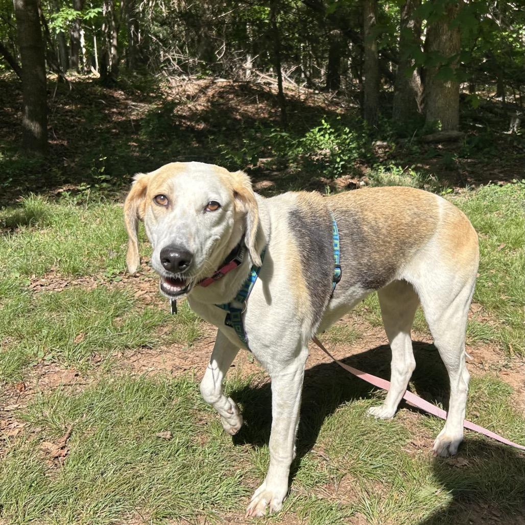 Enlarge Connie, a Adoptable Hound in Troy, VA image 4/6