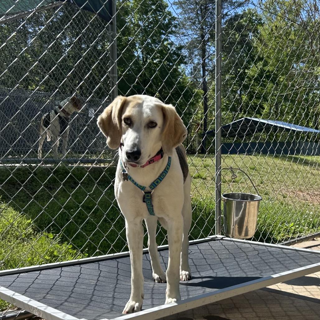 Enlarge Connie, a Adoptable Hound in Troy, VA image 6/6