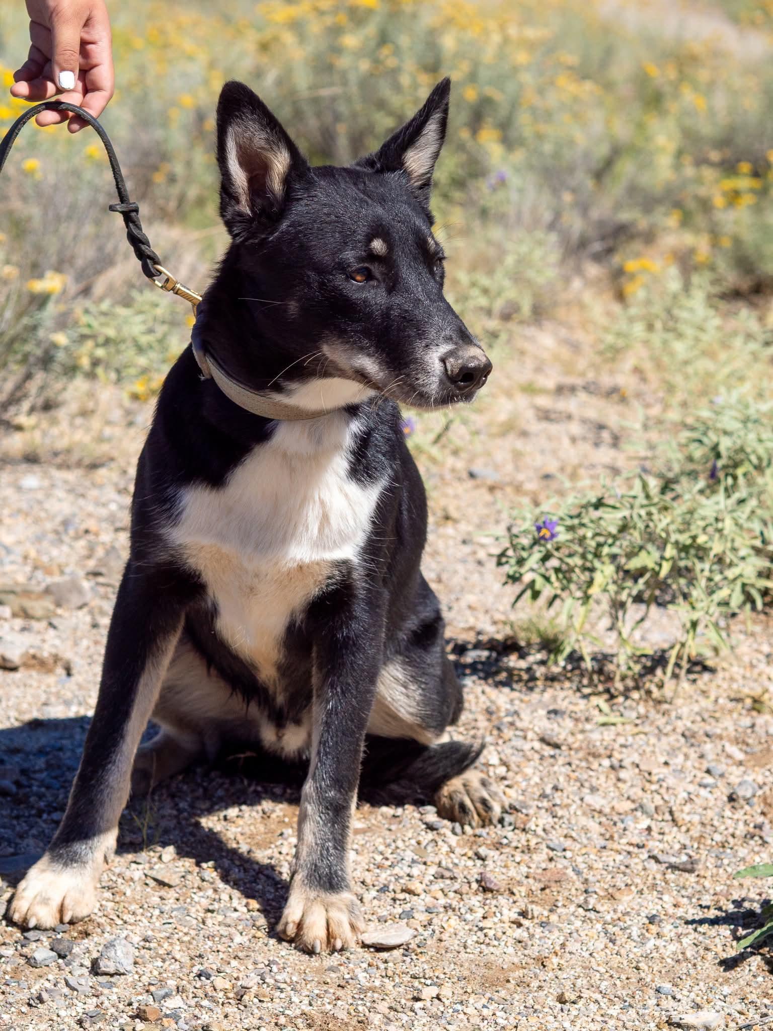 Enlarge Koda, a Adoptable Husky in Globe, AZ image 1/1