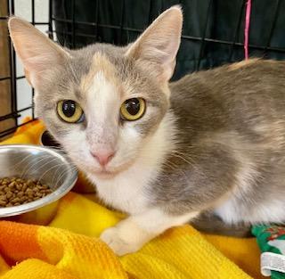 Enlarge Sabrina, an adopted American Shorthair in Fredericksburg, OH image 3/4