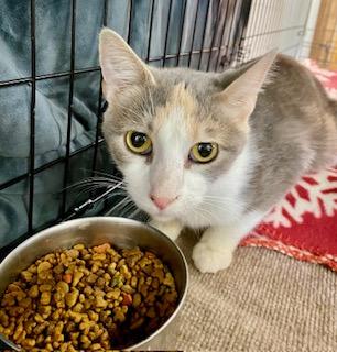 Enlarge Sabrina, an adopted American Shorthair in Fredericksburg, OH image 1/4