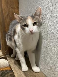 Enlarge Sabrina, an adopted American Shorthair in Fredericksburg, OH image 2/4