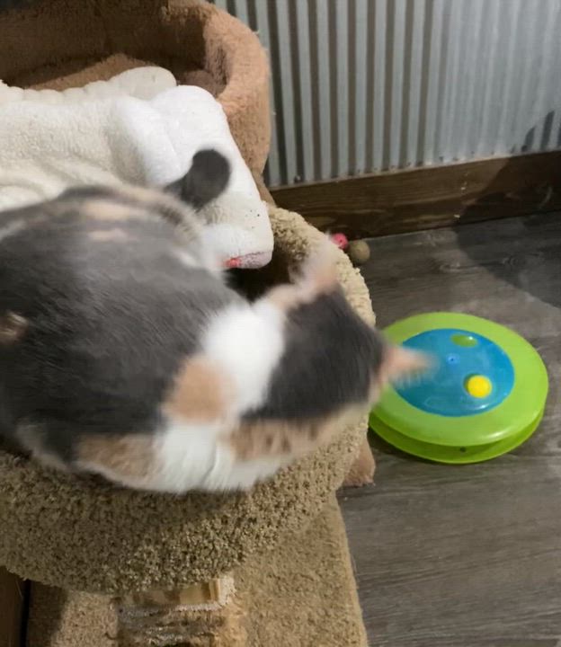 Enlarge Sabrina, an adopted American Shorthair in Fredericksburg, OH video 4/4