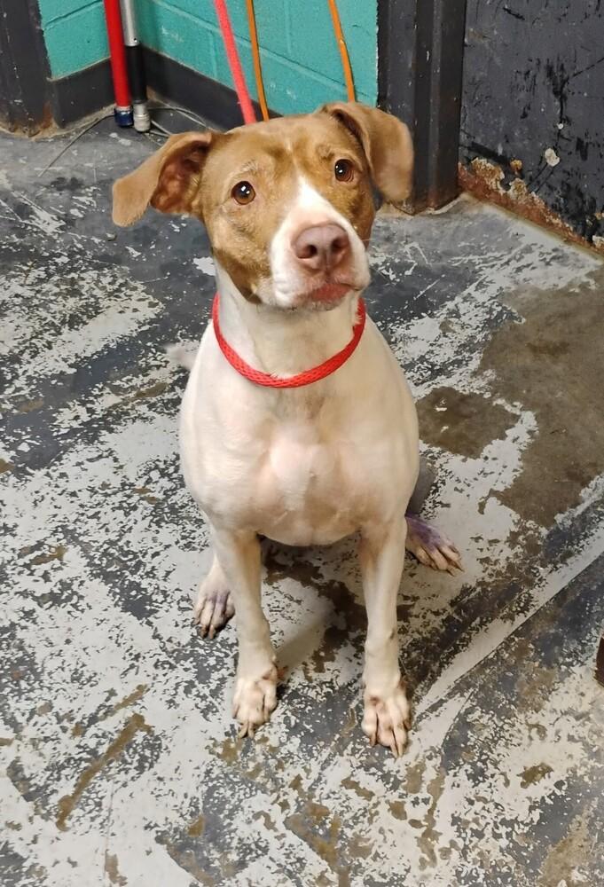 Gidget #315, Adoptable, Adult Female Pit Bull Terrier.