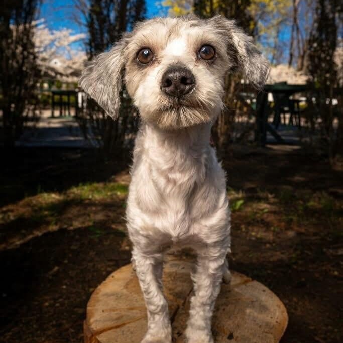Lucky, ADOPTABLE, Adult Male Maltipoo & Poodle.