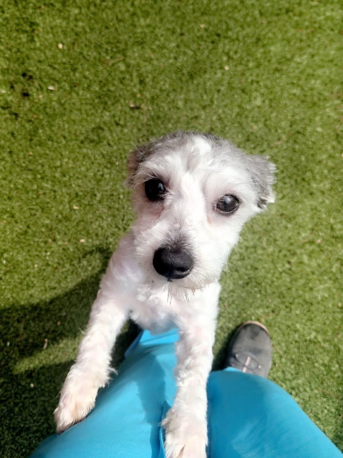 Enlarge Lucky, a ADOPTABLE mixed breed in Mahwah, NJ image 2/4