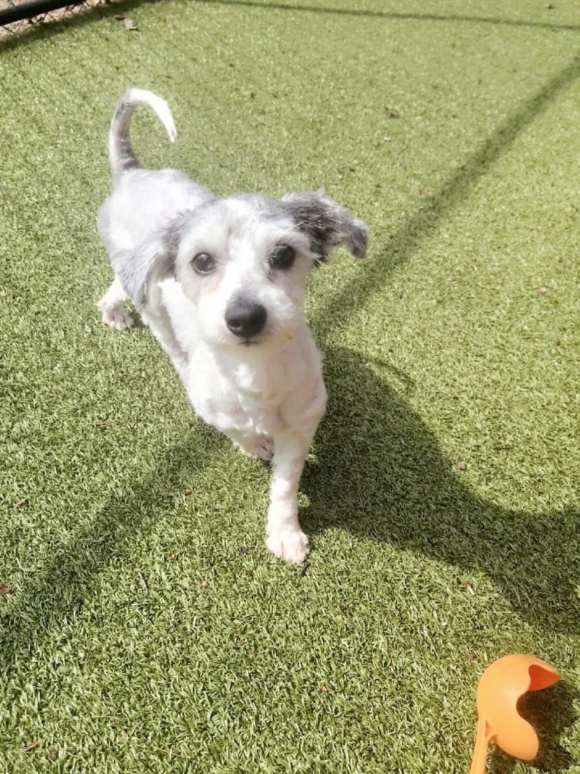 Enlarge Lucky, a ADOPTABLE mixed breed in Mahwah, NJ image 3/4