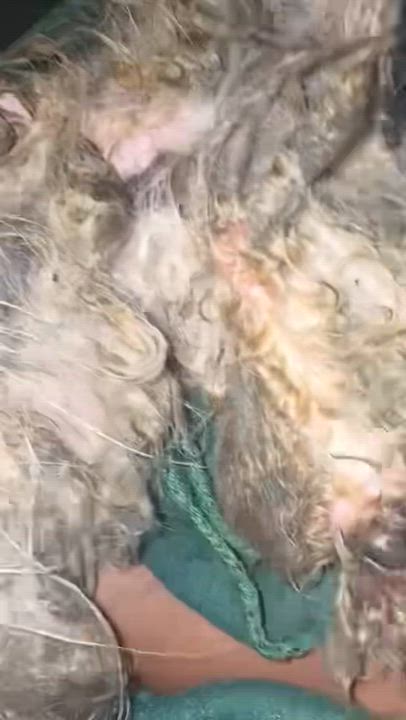 Enlarge Lucky, a ADOPTABLE mixed breed in Mahwah, NJ video 4/4